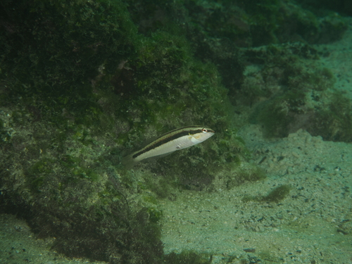 Zwartoor-lipvis (Halichoeres melanotis) — Labridae — 3