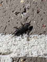 Strongylurus ceresioides