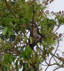Cercopithecus ascanius schmidti