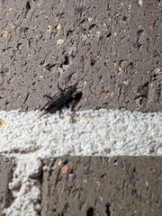 Strongylurus ceresioides