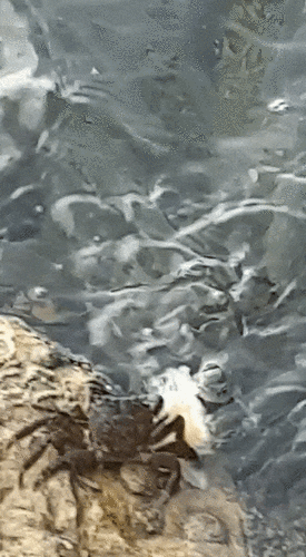 Marbled Crab