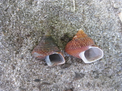 Maurea punctulata