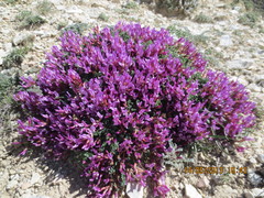 Astragalus buschiorum