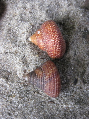 Maurea punctulata
