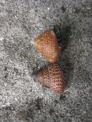 Maurea punctulata
