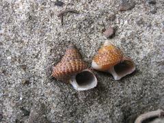 Maurea punctulata