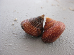 Maurea punctulata