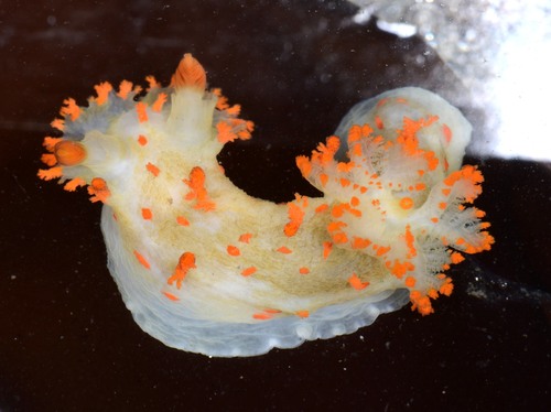 Triopha modesta