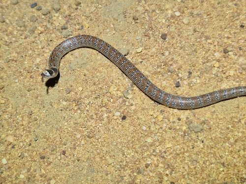 Eastern Shovel-nosed Snake sighting
