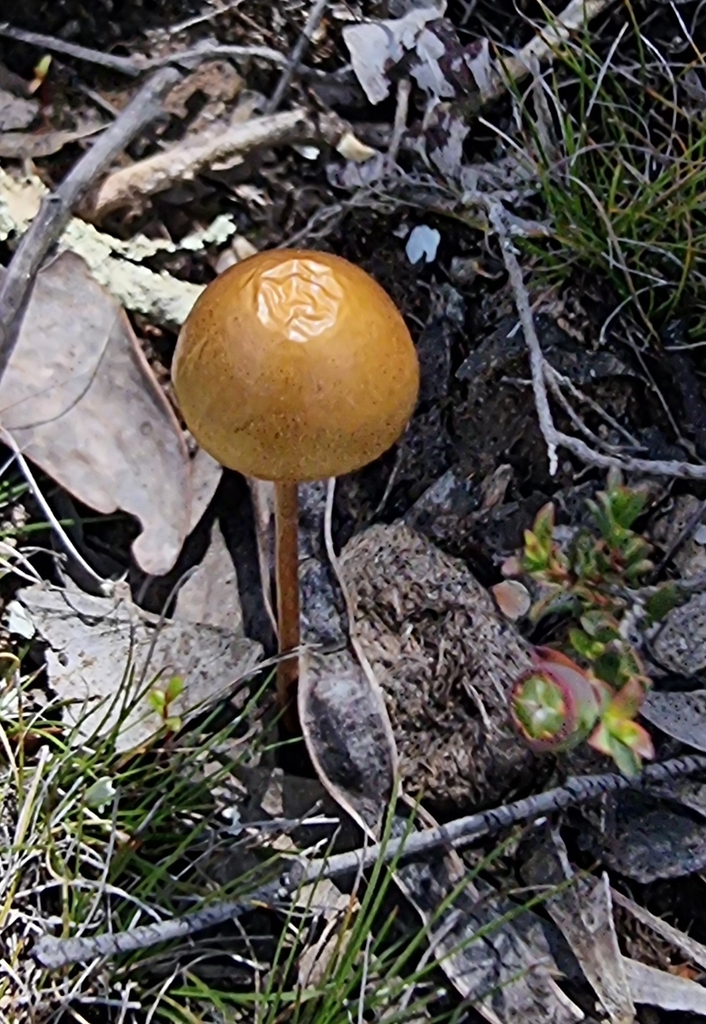 Protostropharia semiglobata · November 2025 · photo: © possumpete (iNaturalist, cc0)