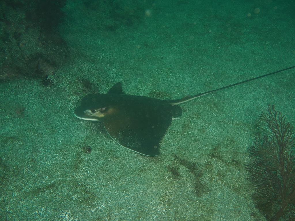 Snouted eagle ray (Myliobatis longirostris) — Myliobatidae