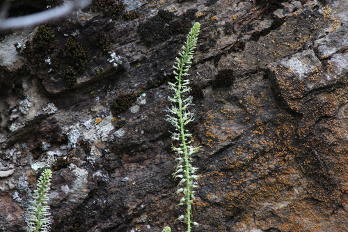 Cutleaf Thelypody (Thelypodium laciniatum)