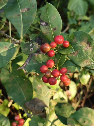 Cinco negritos (Rauvolfia tetraphylla)