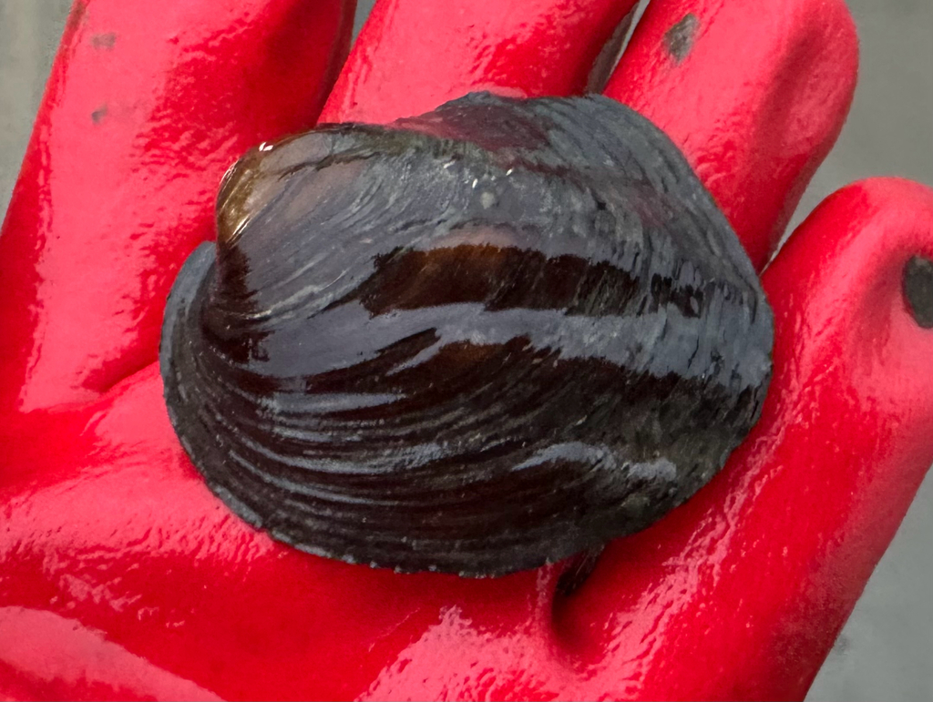 Three-ridge Mussel from De Soto, WI, US on November 24, 2025 at 04:09 ...