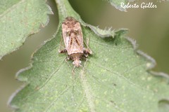 Phytocoris effictus