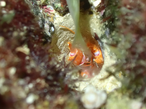 Corallianassa oahuensis, 2025-11-23