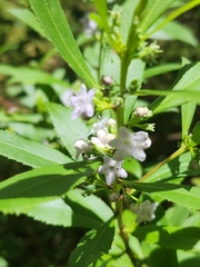 Myoporum tetrandrum