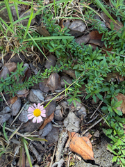 Erigeron karvinskianus, recorded flowering