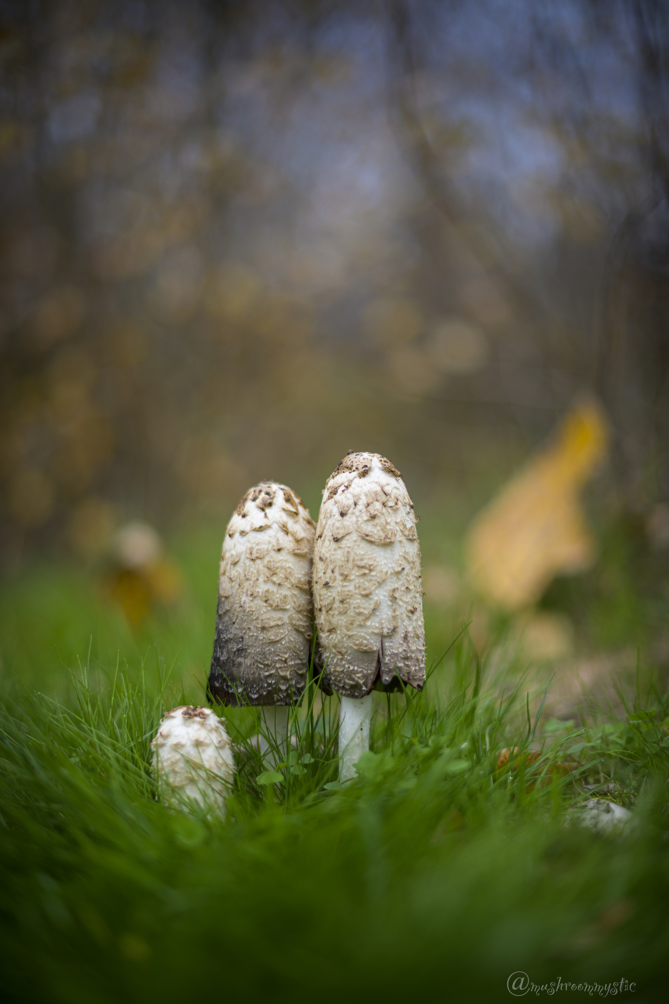 Hongo de Tinta (Coprinus comatus) · ArgentiNat, image size:1365x2048