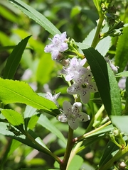 (c) Belinda Forbes, some rights reserved (CC BY) Myoporum tetrandrum, photograph (c) Belinda Forbes, some rights reserved (CC BY)