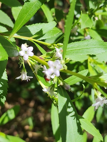 Myoporum tetrandrum, photograph 3