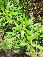 (c) Belinda Forbes, some rights reserved (CC BY) Myoporum tetrandrum, photograph (c) Belinda Forbes, some rights reserved (CC BY)