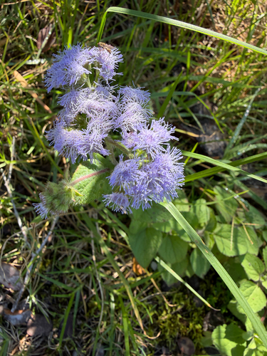 Ageratum houstonianum observed 2025-11-24