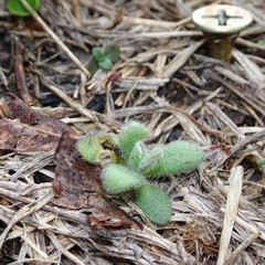Tomostima platycarpa