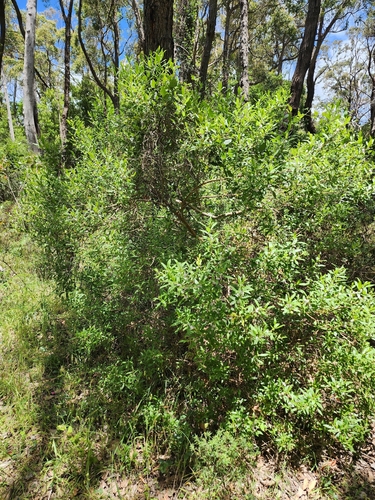 Myoporum tetrandrum, photograph 5