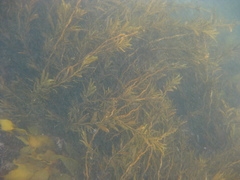 Carpophyllum angustifolium