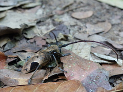 Phryneta leprosa