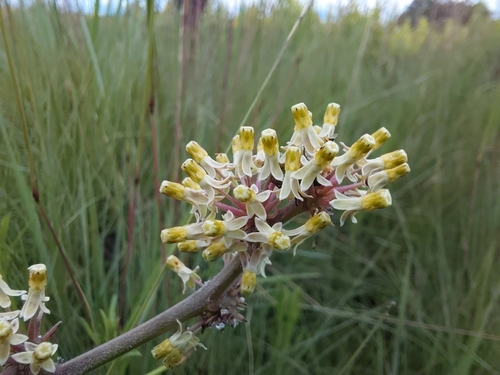 Xysmalobium holubii