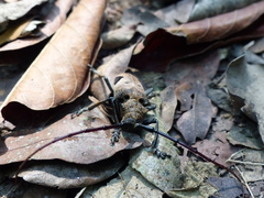 Phryneta leprosa