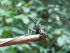 Phryneta leprosa