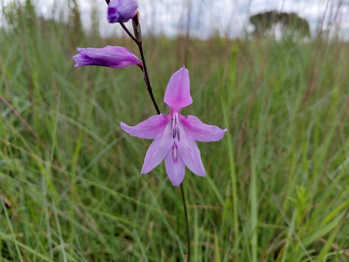 Gladiolus laxiflorus