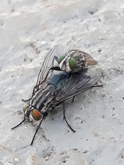 Sarconesia chlorogaster