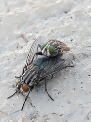 Sarconesia chlorogaster