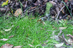 Isolepis reticularis