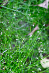 Isolepis reticularis
