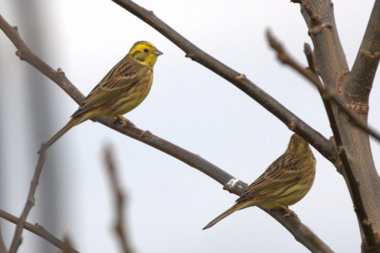 Yellowhammer