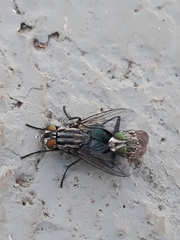 Sarconesia chlorogaster
