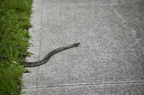 Eastern Tiger Snake sighting