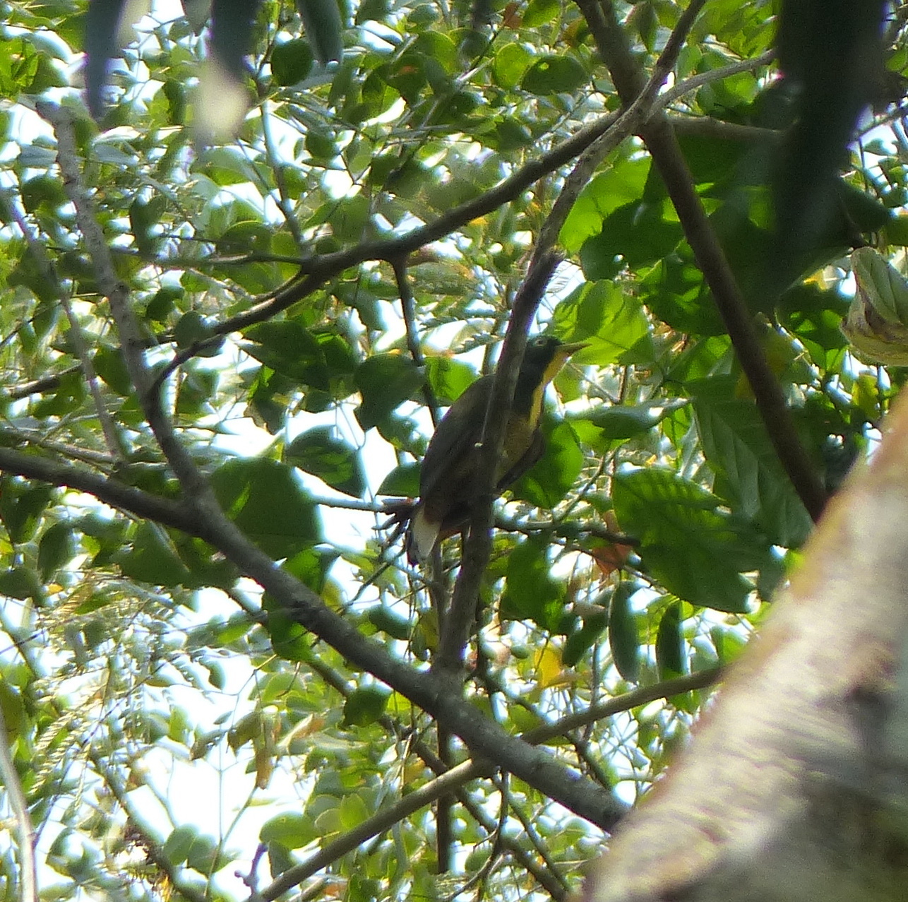 Yellow-throated Cuckoo (Chrysococcyx flavigularis)