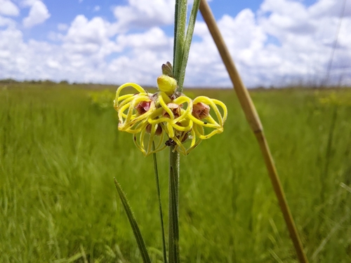 Aspidoglossum connatum