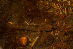 Gobiomorphus huttoni