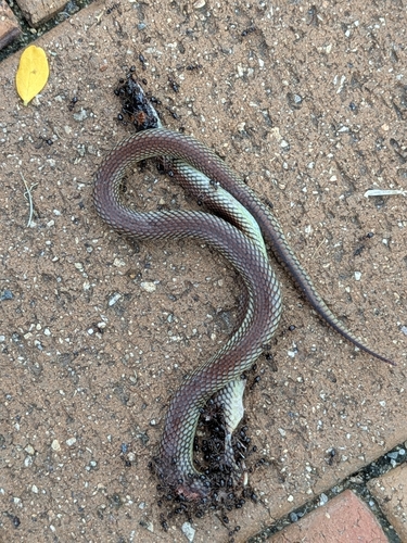 Red-naped Snake sighting