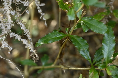 Berberis kawakamii, photograph (c) 曾昱承 Yu-Cheng Zeng, some rights reserved (CC BY)