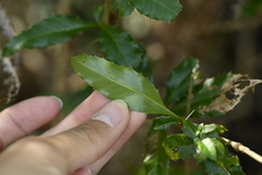 Berberis kawakamii, photograph (c) 曾昱承 Yu-Cheng Zeng, some rights reserved (CC BY)
