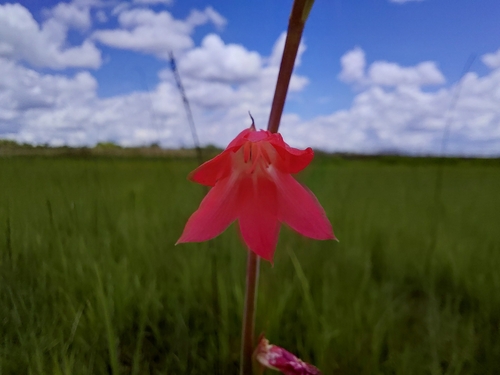 Gladiolus benguellensis