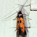 Linden Bark Borer Moth - Photo (c) Jenn Forman Orth, some rights reserved (CC BY-NC-SA)